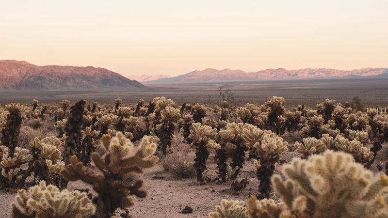 绝美荒漠山景仙人掌4K壁纸