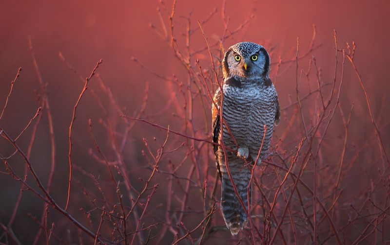 多款灵动猫头鹰高清壁纸合集
