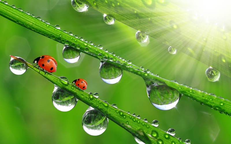 这组壁纸的主角：带着露珠的草叶与七星瓢虫