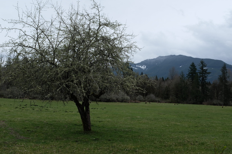 美到窒息的西风林冷杉壁纸