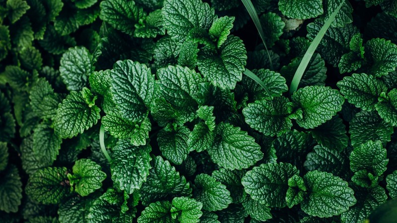 绝美俯拍绿植壁纸合集