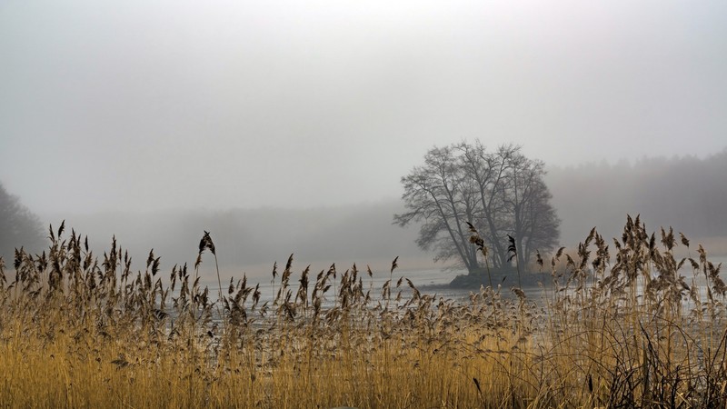 压抑氛围感森林河景壁纸合集
