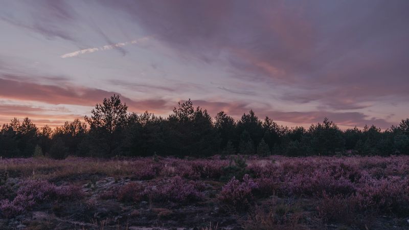 黄昏树木灌丛夜景 4K高清壁纸