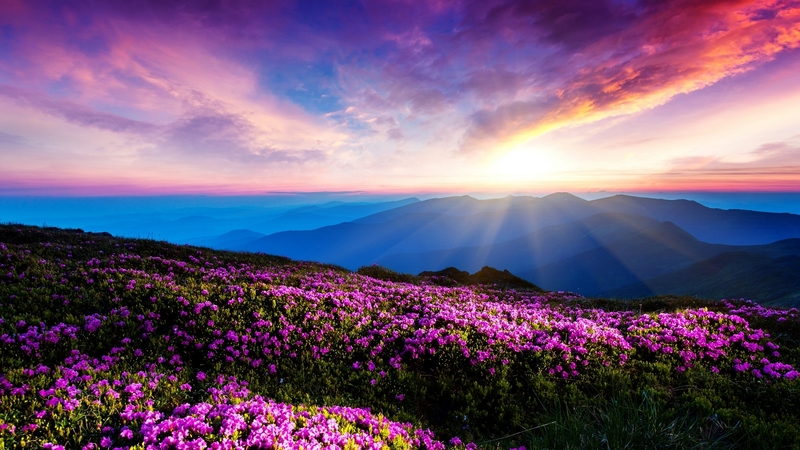 绝美紫花盛景 云卷云舒的治愈风景壁纸