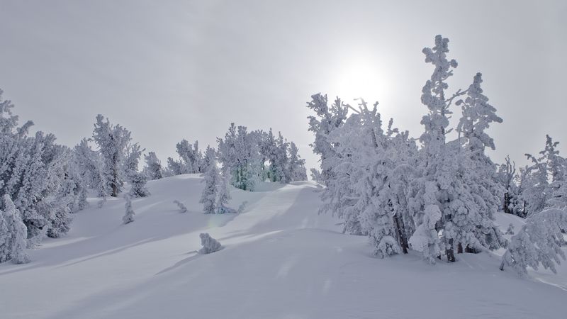 冬日林间雪后暖阳壁纸