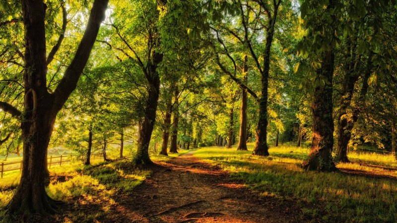 绝美森林自然风光壁纸合集