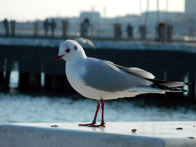巴库海边的飞鸟与城市夜色壁纸合集
