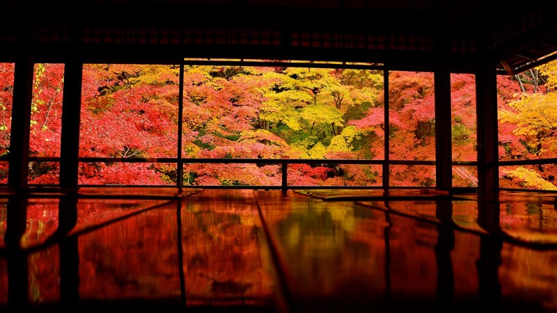 日本京都绝美自然树景壁纸