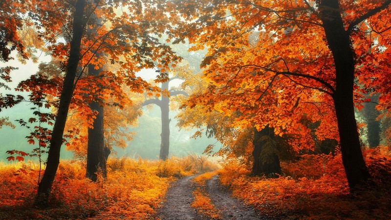 秋日雾林土路橙叶壁纸合集