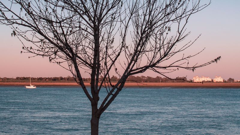 绝美树河月岸风光 4K高清壁纸