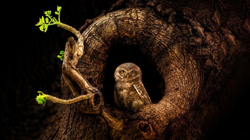 绝美暗夜鸟类壁纸合集