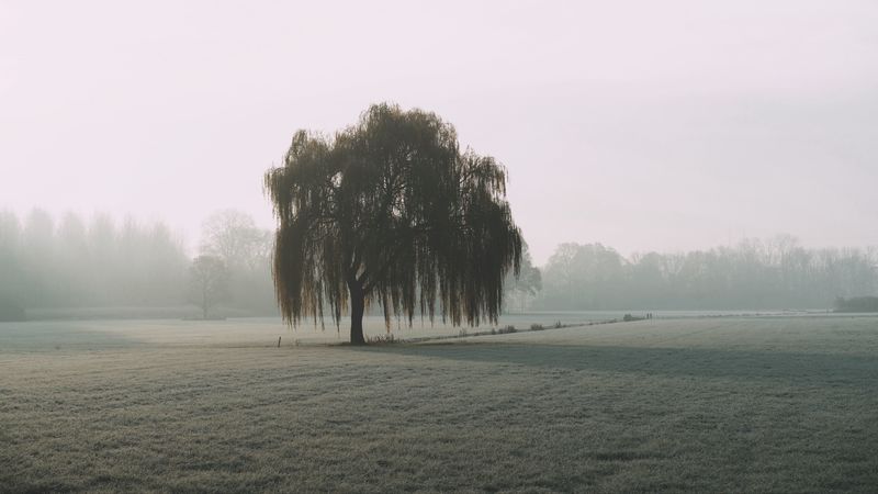 绝美雾中柳林田野壁纸 4K高清自然风景