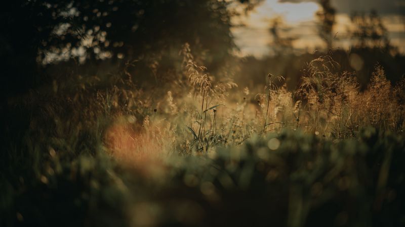 4K超清自然壁纸合集：青草草坪治愈氛围感