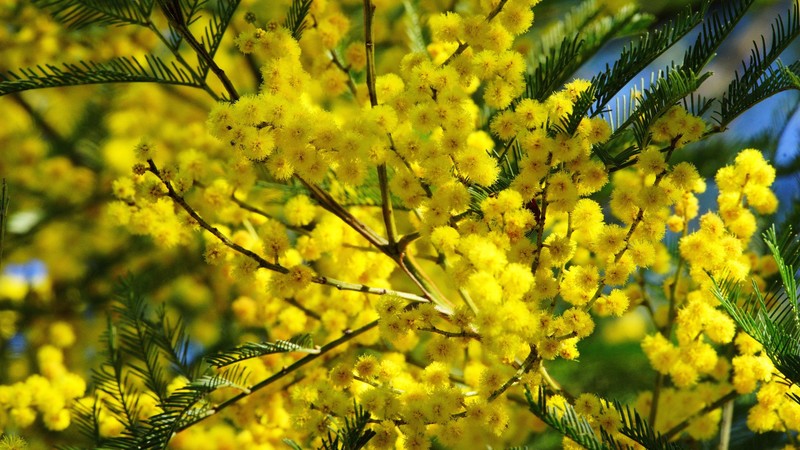 满眼暖黄生机！春日花枝自然壁纸合集