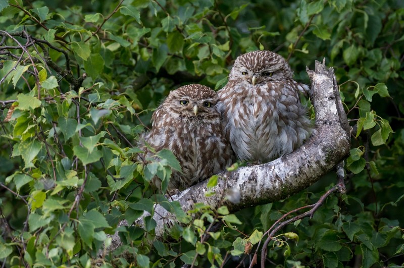 愤怒小鸟主题壁纸合集