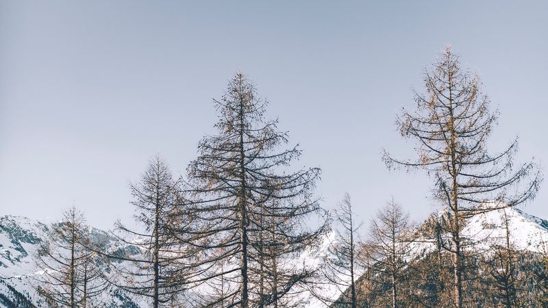 松林雪山落日壁纸