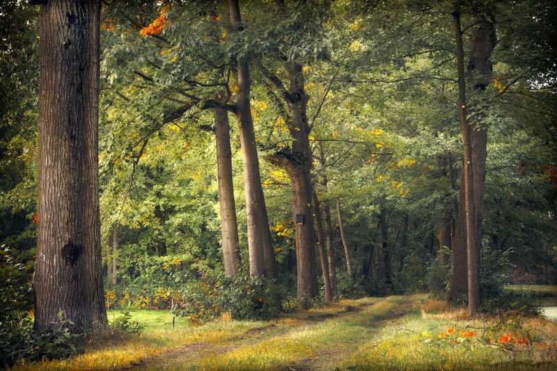 治愈系自然壁纸合集 氛围感拉满