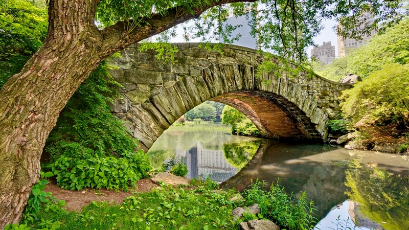 纽约中央公园夏日绿意盛景