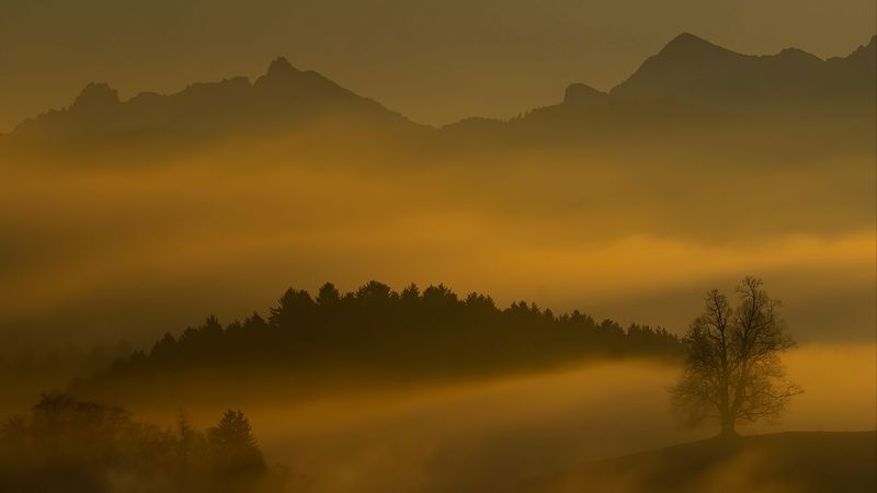 暮色雾锁山峦林野 4K高清壁纸