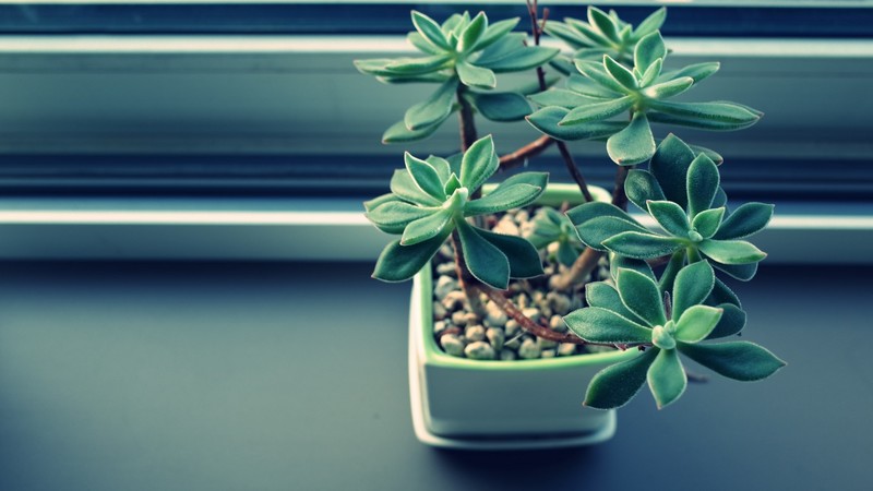 绿植盆栽高清壁纸