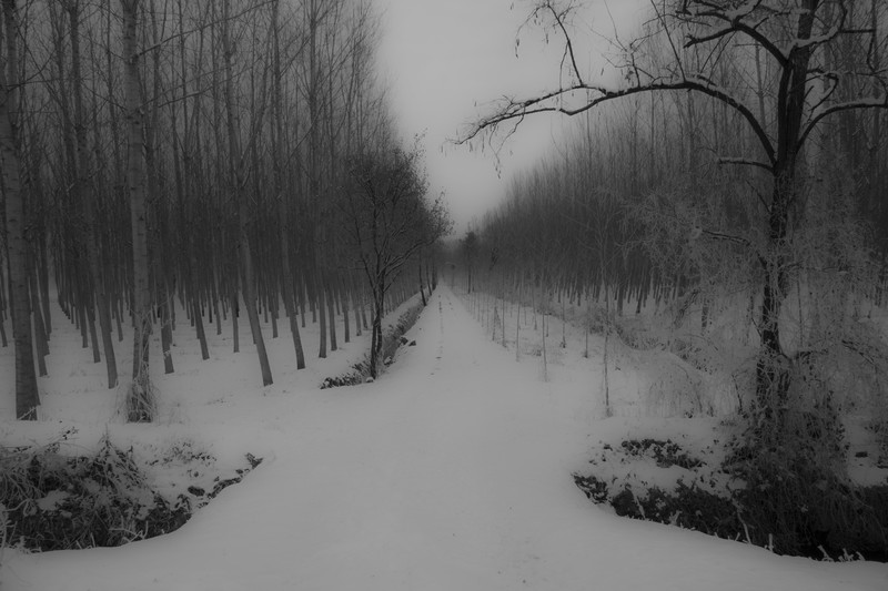 阴沉冬日单色雪景壁纸合集