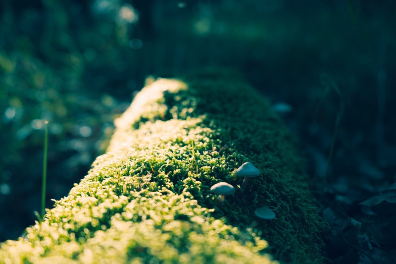 苔藓微距自然壁纸 高清质感治愈画面