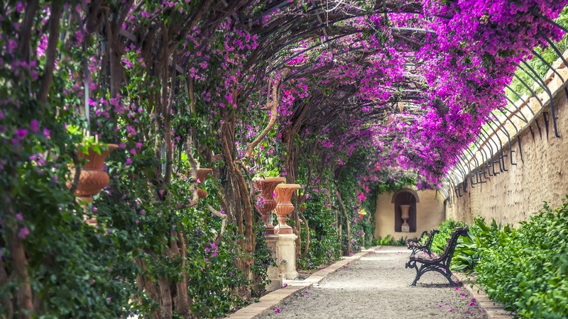 绝美自然花艺场景壁纸合集