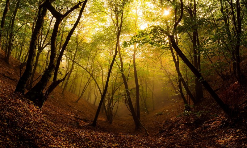 秋日林间薄雾光影壁纸