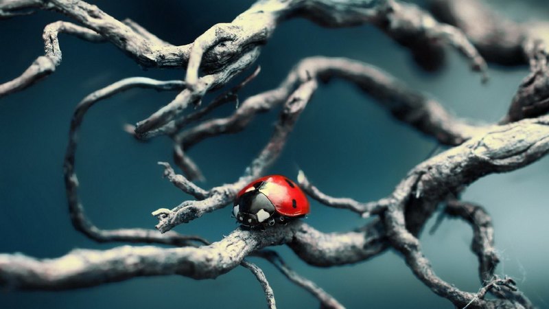 瓢虫美图合集 自然萌宠高清壁纸