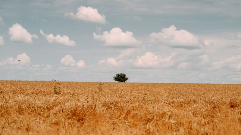 夏日原野治愈壁纸合集
