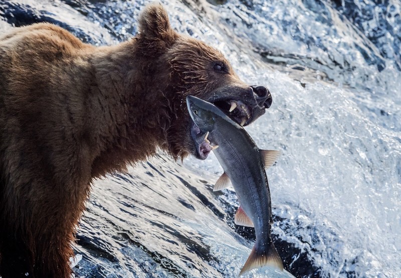 绝美自然动物壁纸合集：熊与鱼、雪地北极熊宝宝
