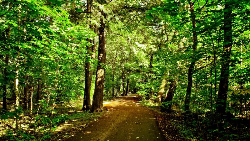 绝美林间公路壁纸合集 4K高清自然风景
