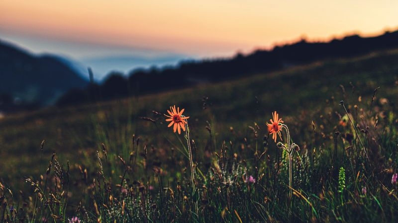 黄昏花海草坪4K壁纸