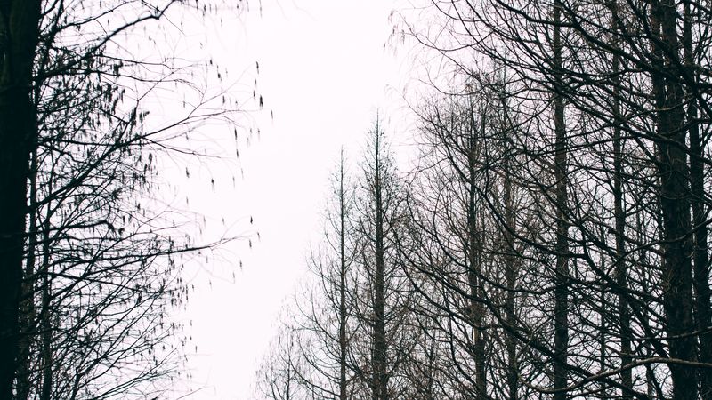 秋日林间美景 4K高清壁纸合集