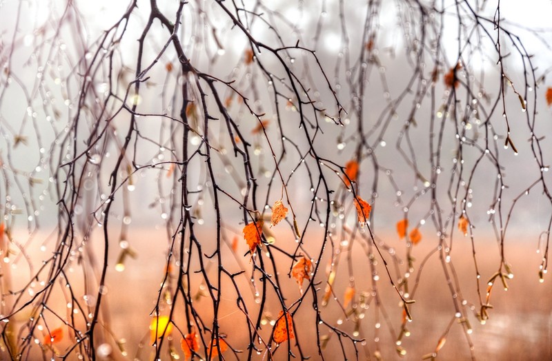 秋日枝头凝露 治愈系自然壁纸合集