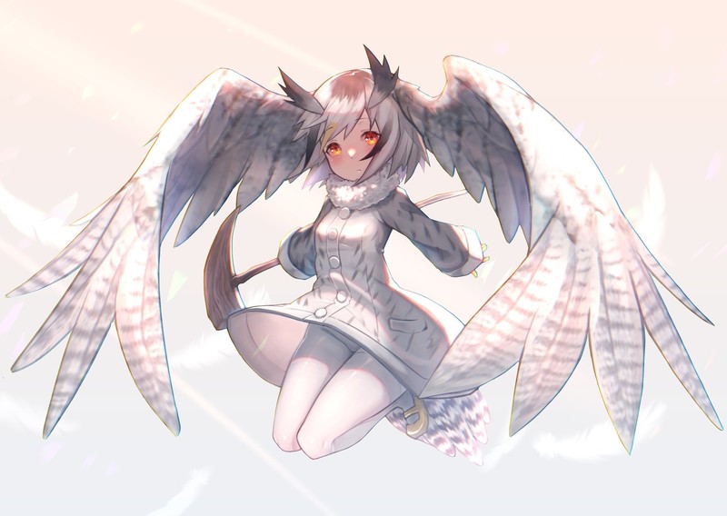 《兽娘动物园》北白脸鸮主题壁纸合集