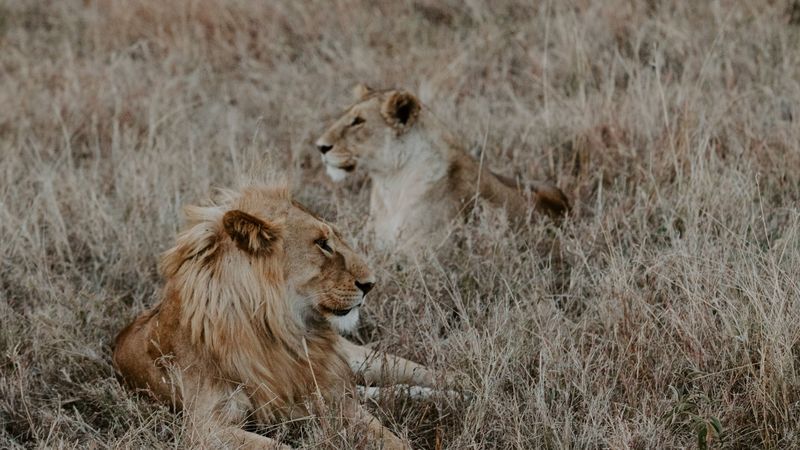 非洲草原狮侣同框 4K超清壁纸