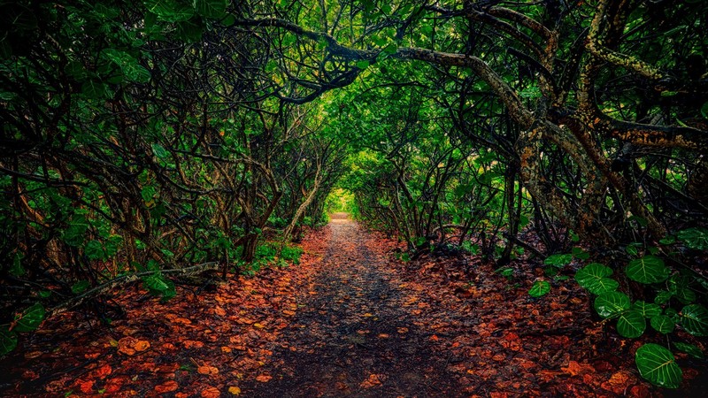 美国佛罗里达绝美自然壁纸合集，每一张都戳中你的心巴