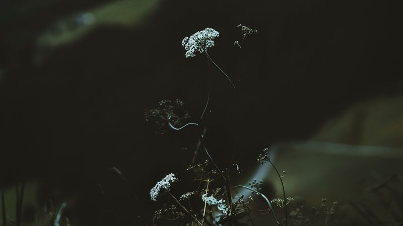 绝美山野花草壁纸合集 4K高清