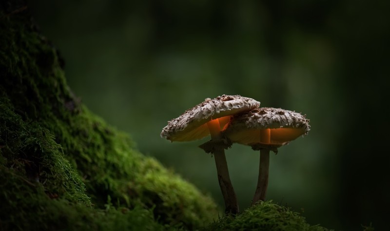 苔藓绿自然植物蘑菇景深高清壁纸