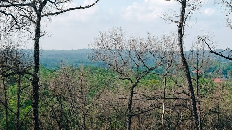 美到窒息的4K自然森林壁纸