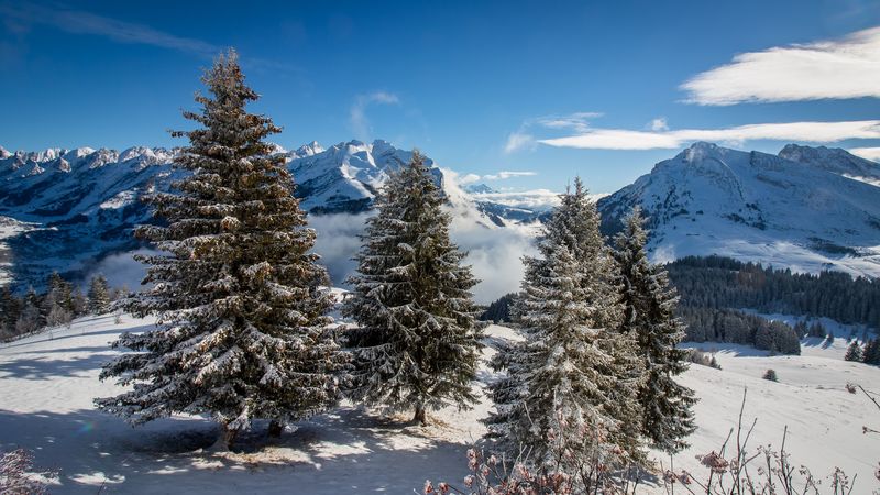 云杉雪山雪景4K壁纸