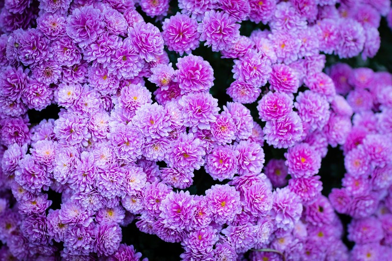 绝美户外花草植物高清壁纸