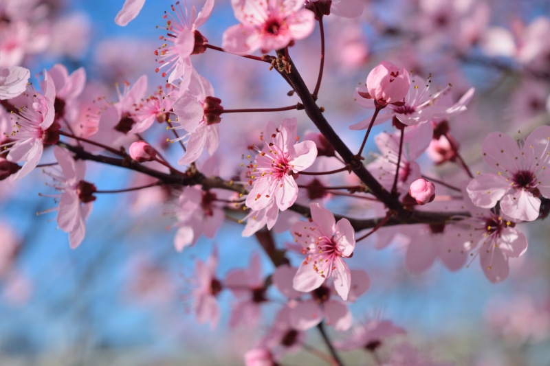 日本樱花盛放高清壁纸