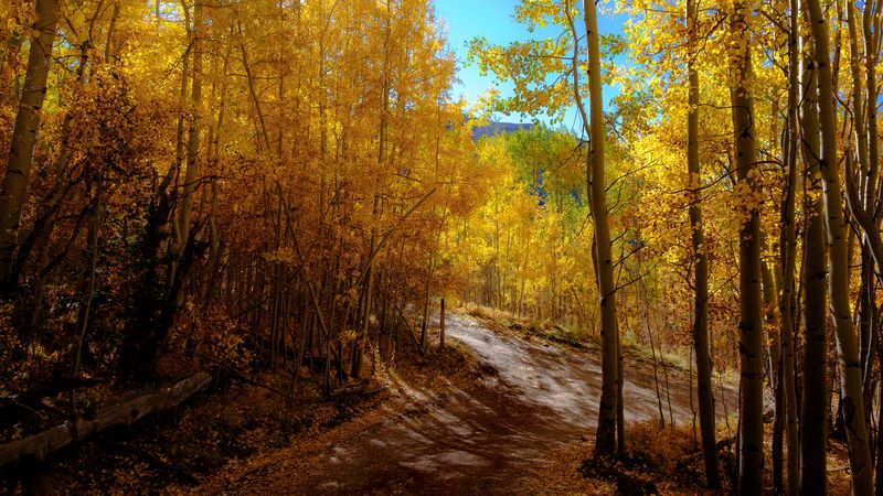 秋日山林小径绝美4K壁纸