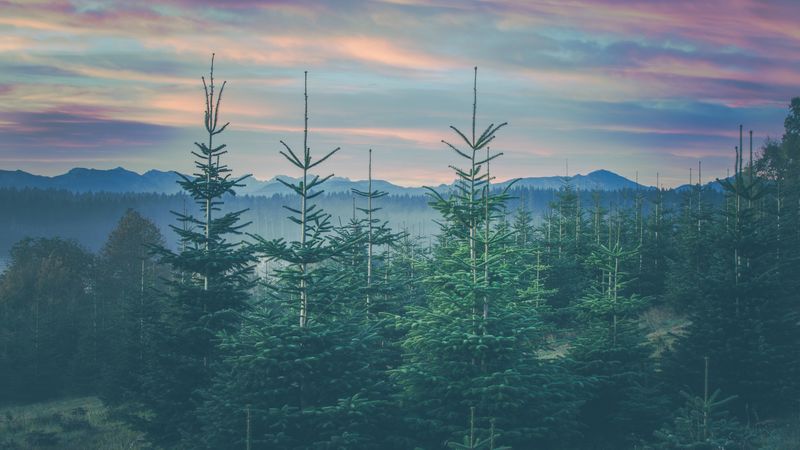 巴伐利亚的云杉针叶林山景 4K高清壁纸