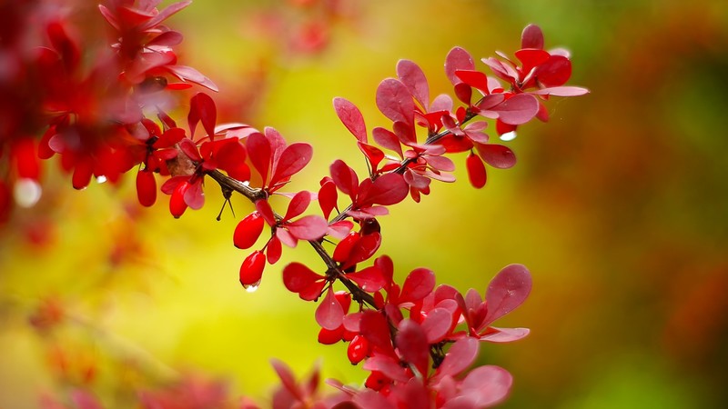 秋日艳红秋叶微距壁纸合集