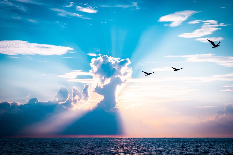 绝美日落自然壁纸 高清4K5K飞鸟氛围感拉满