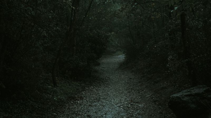 阴森林径氛围感拉满！4K高清自然壁纸合集