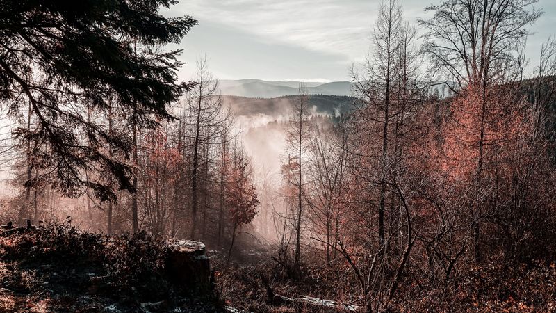 秋日雾中山林航拍大片 4K超清壁纸